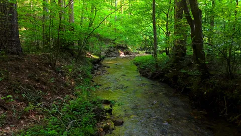 a view of a lush green forest