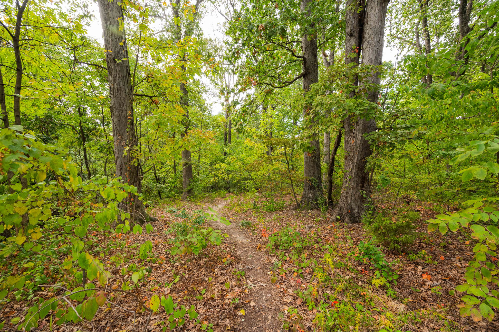 3104 Russell Road Alexandria, VA 22305 - Photo 48 of 62 a view of a yard with plants and trees