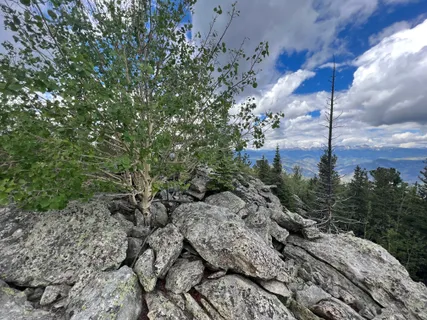 a view of a tree in a yard