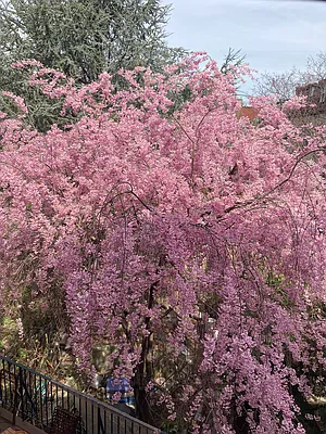 119 Gates Avenue, Unit 1 Brooklyn, NY 11238 - Photo 10 of 11 a view of a yard