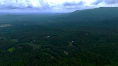 a view of a lush green forest