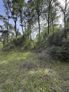 a view of a forest with trees in the background