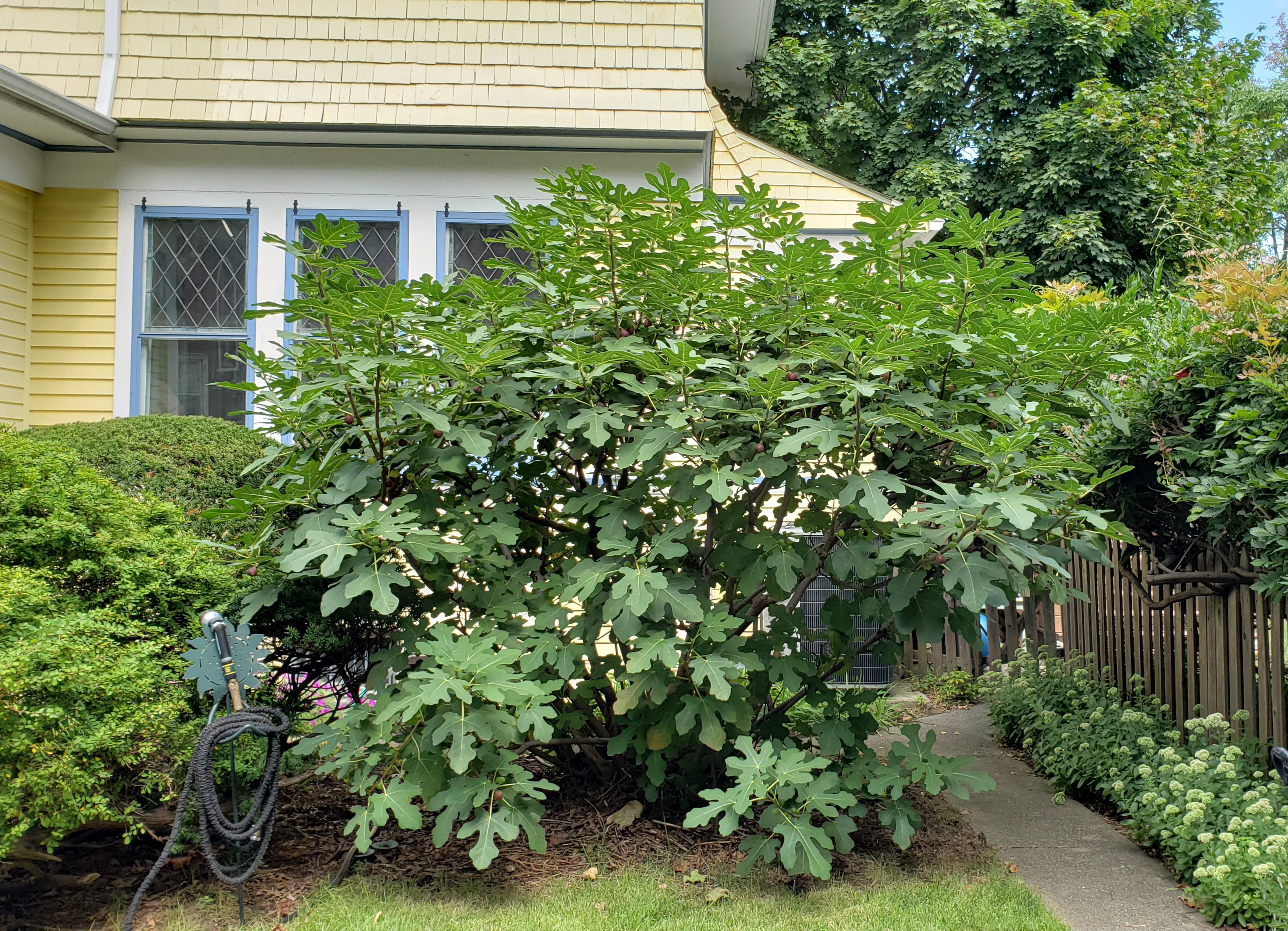 215 Marlborough Road Brooklyn, NY 11226 - Photo 19 of 21 a view of a house with a tree