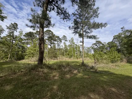 a view of a tree in a yard