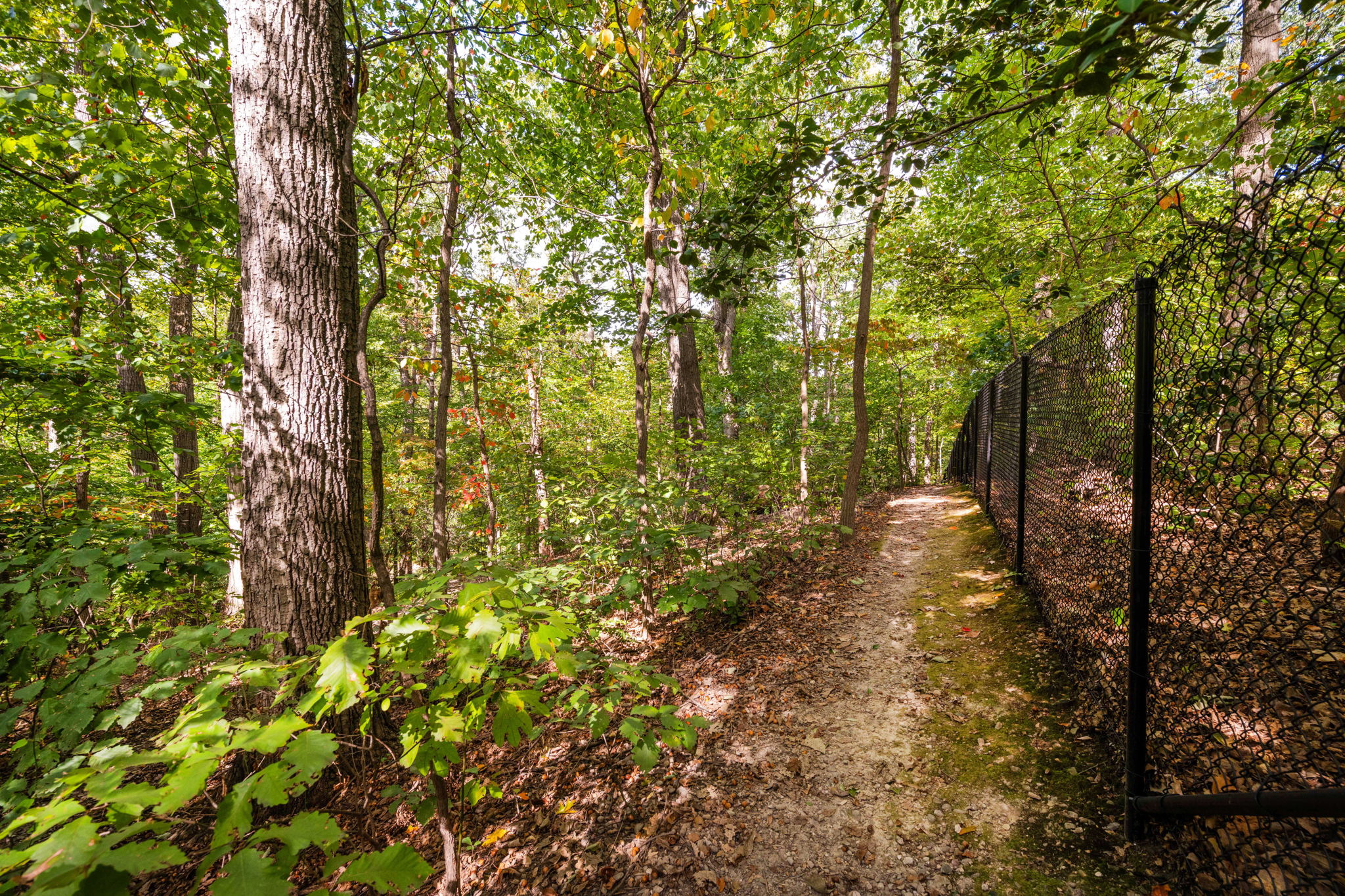 3104 Russell Road Alexandria, VA 22305 - Photo 50 of 62 a view of forest