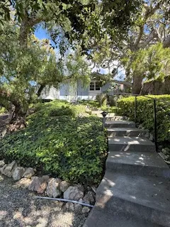 a view of a yard with plants and large trees