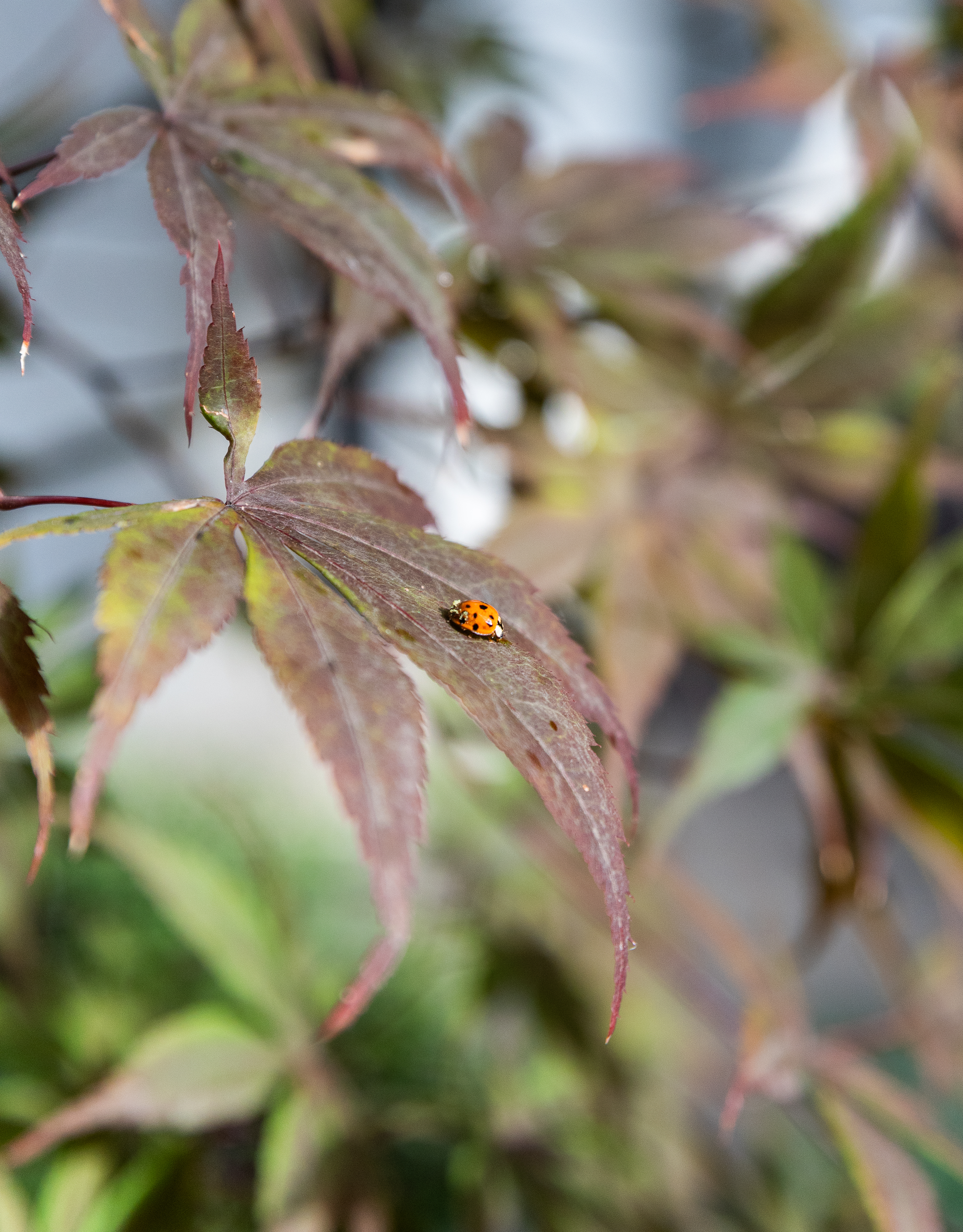 417 Clinton Street, Unit 1 Brooklyn, NY 11231 - Photo 17 of 18 a view of a tree