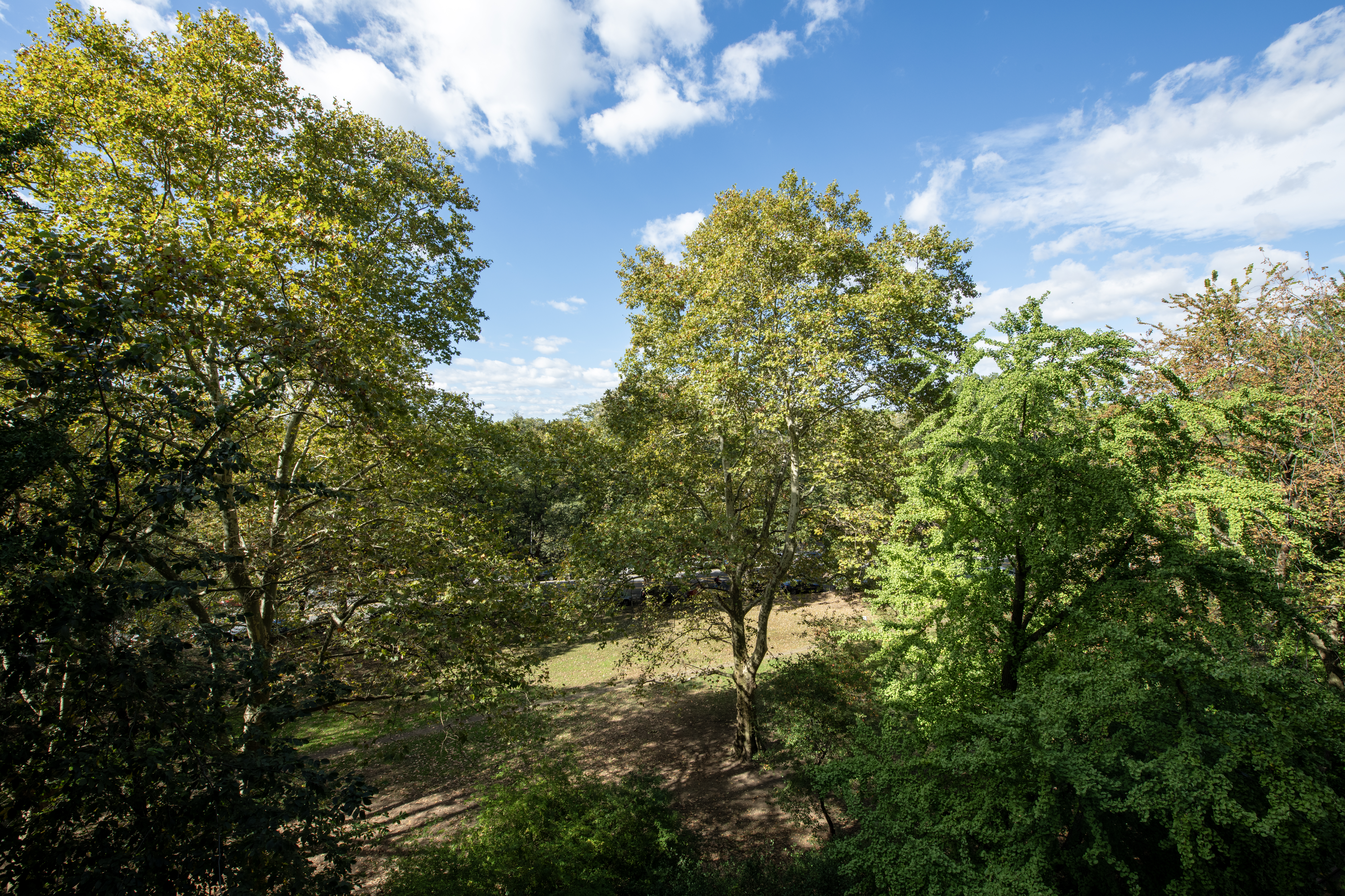 299 Riverside Drive, Unit 4D Manhattan, NY 10025 - Photo 13 of 15 a view of a tree