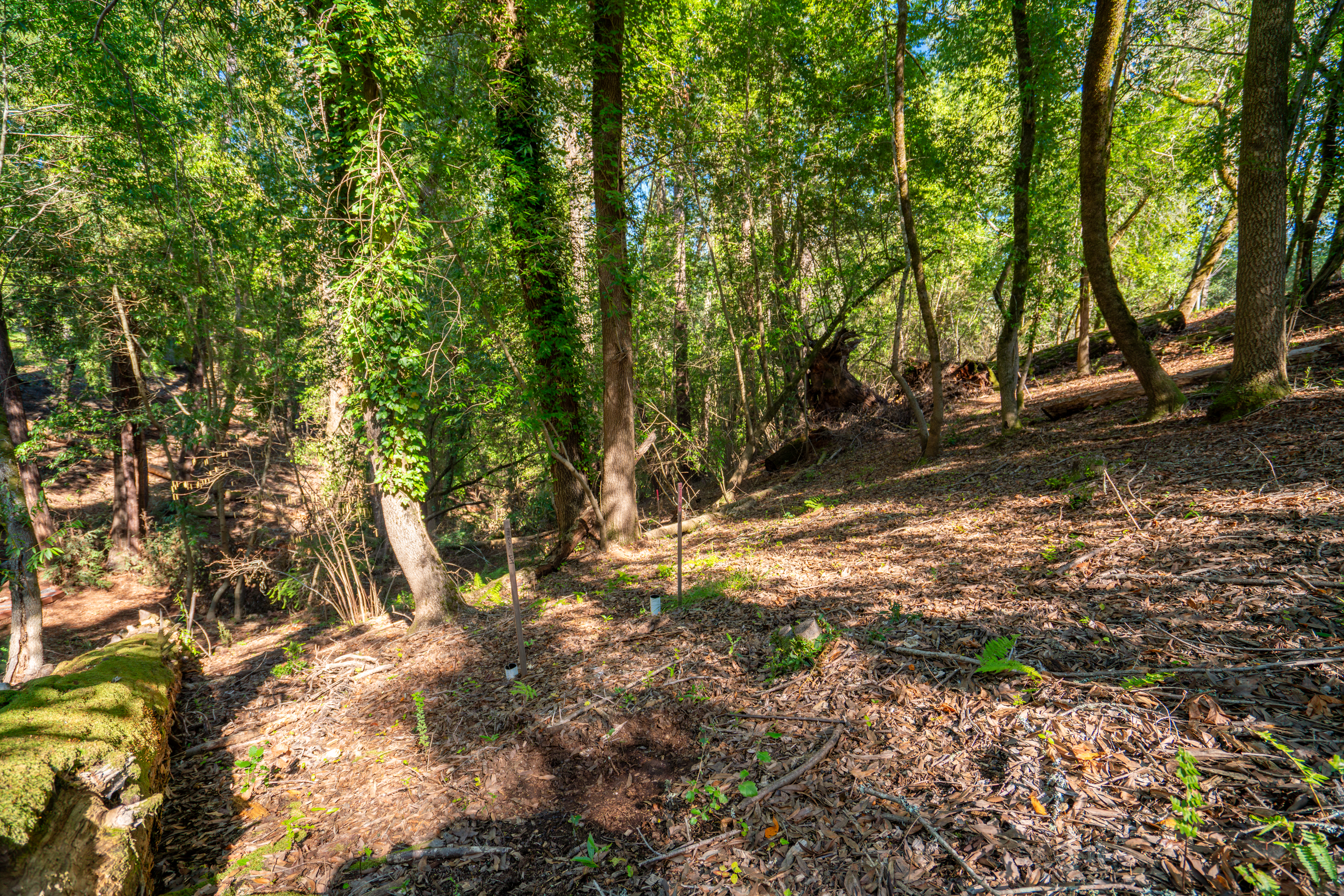 10612 Canyon Road Forestville, CA 95436 - Photo 11 of 15 a backyard of a house with a trees