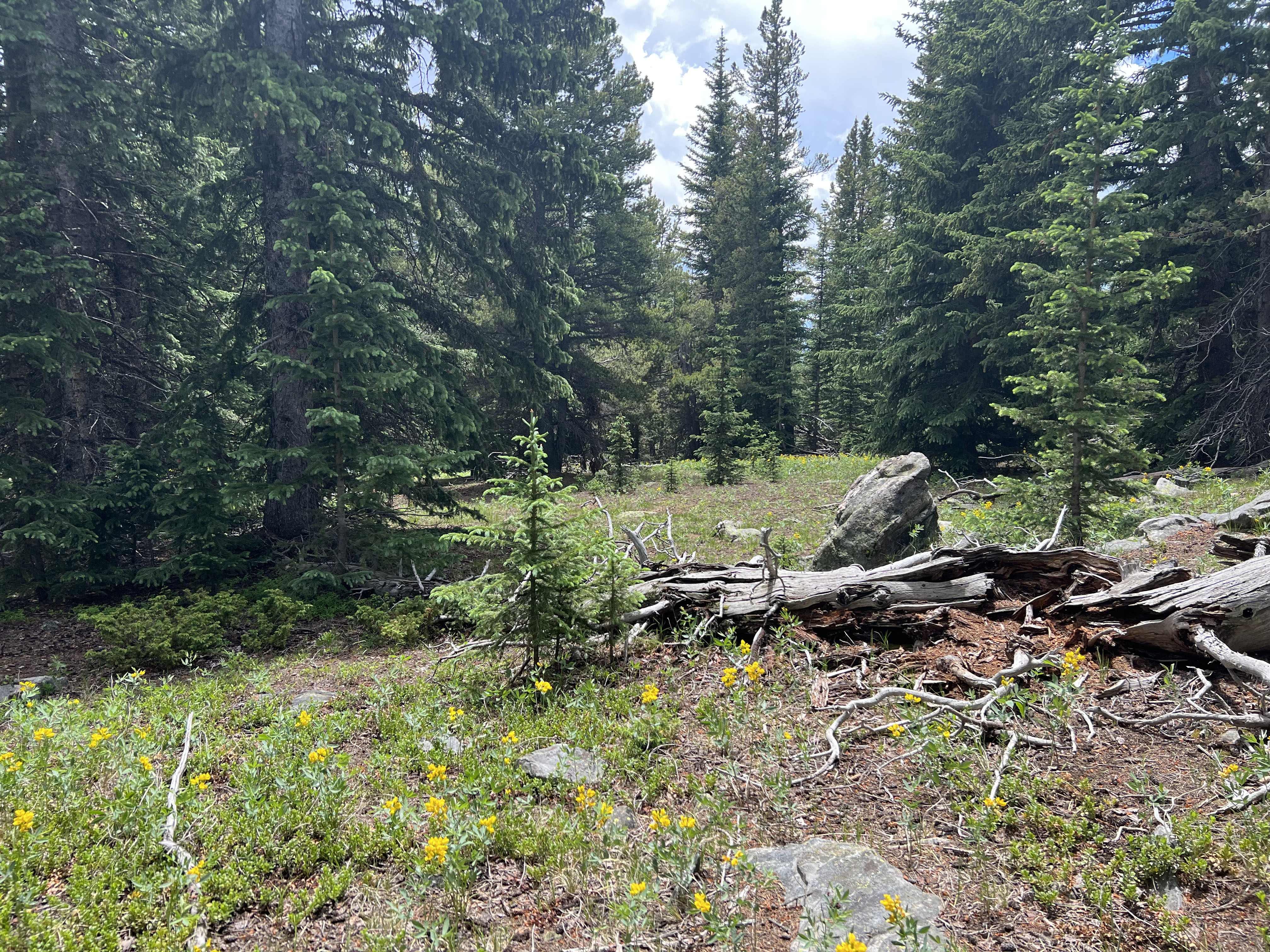 0 South Hidden Wilderness Road Idaho Springs, CO 80452 - Photo 8 of 20