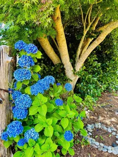 $699,000 | 520 Redwood Road, Whitethorn, CA 95589