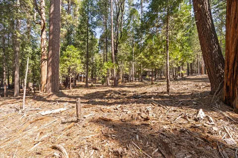 a view of yard with tree