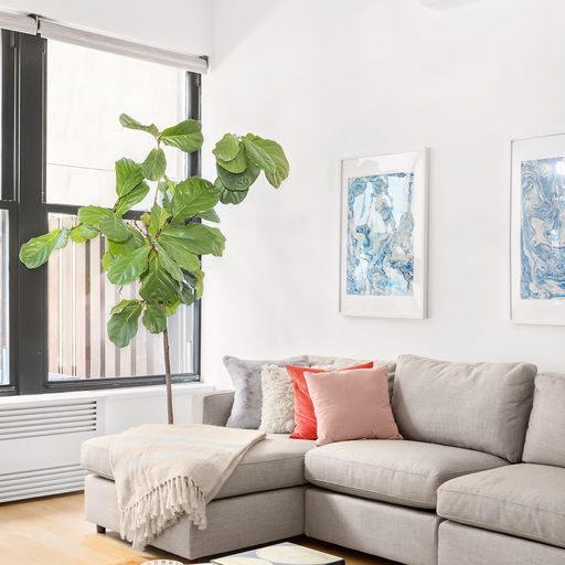 a living room with furniture flowerpot and window
