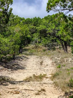 a view of a forest with trees