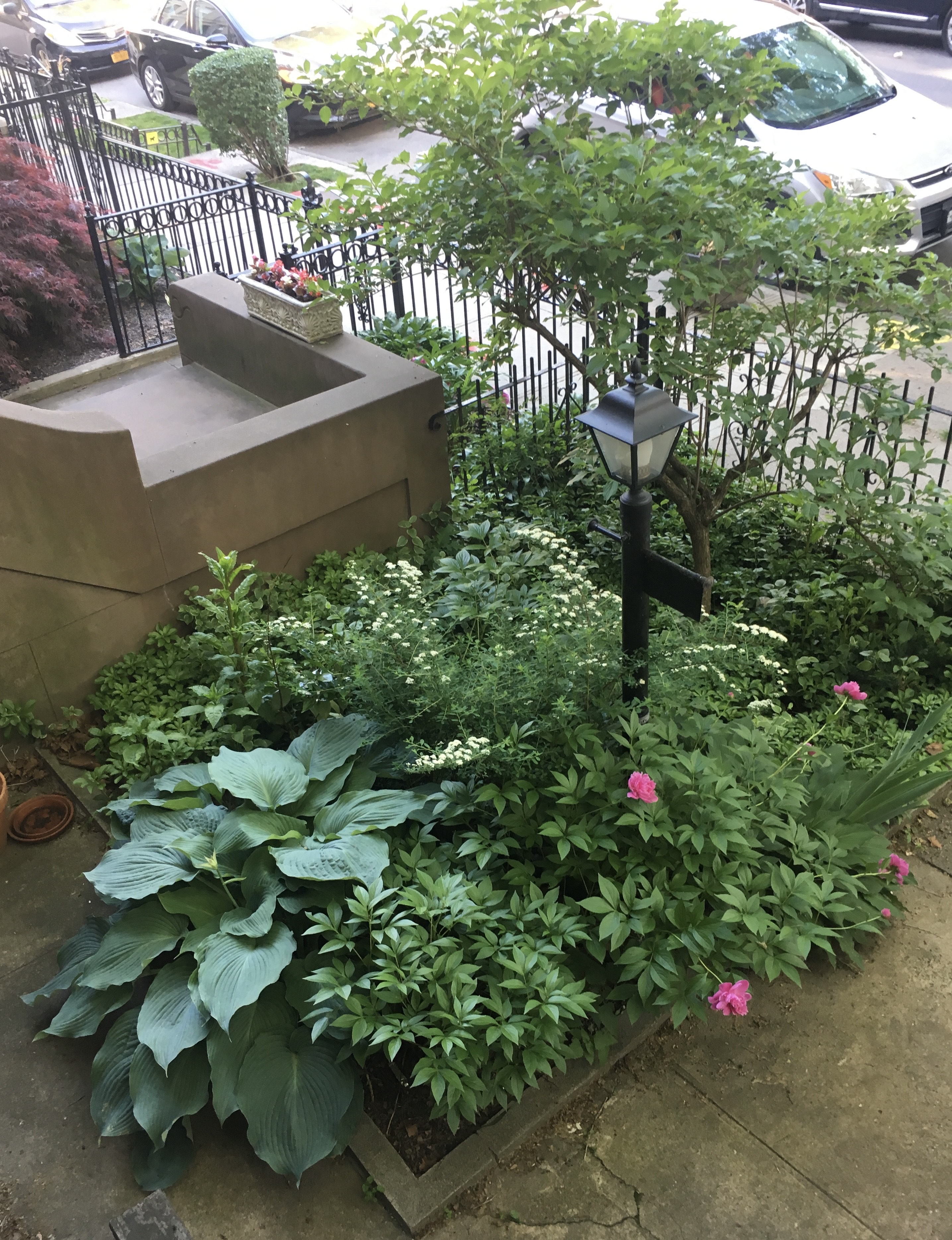 261 Fenimore Street Brooklyn, NY 11225 - Photo 19 of 21 a view of a flower in a garden