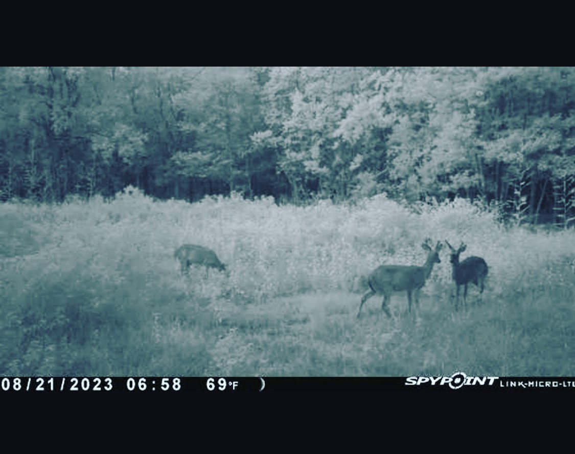 0 Langham Road Kountze, TX 77625 - Photo 9 of 11 Gallery Image 9
