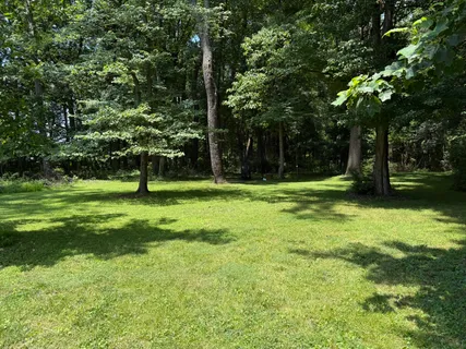 a view of a tree in a yard
