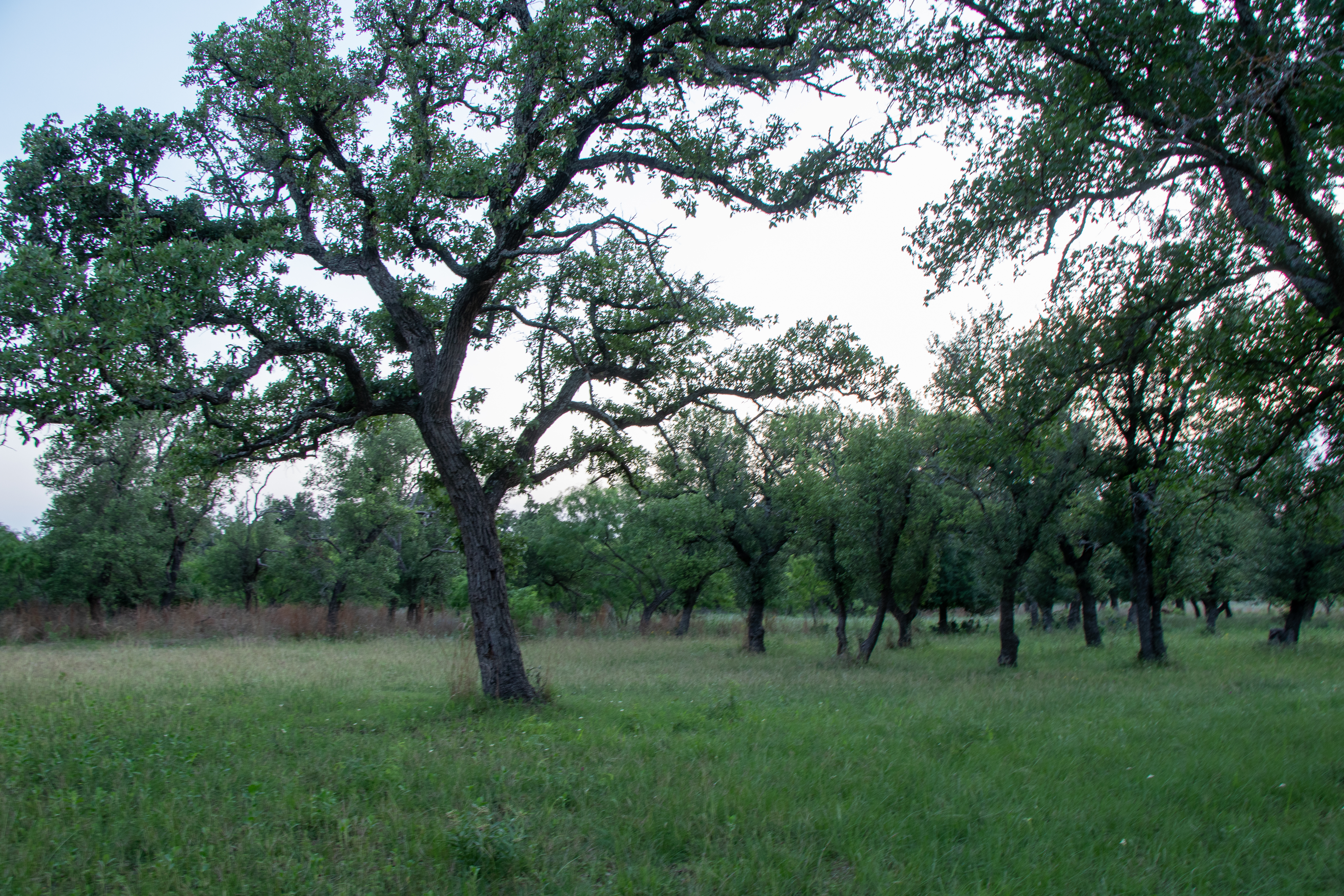 272 Slate Rock Road Willow City, TX 78675 - Photo 8 of 30 a big yard with lots of green space and fountain