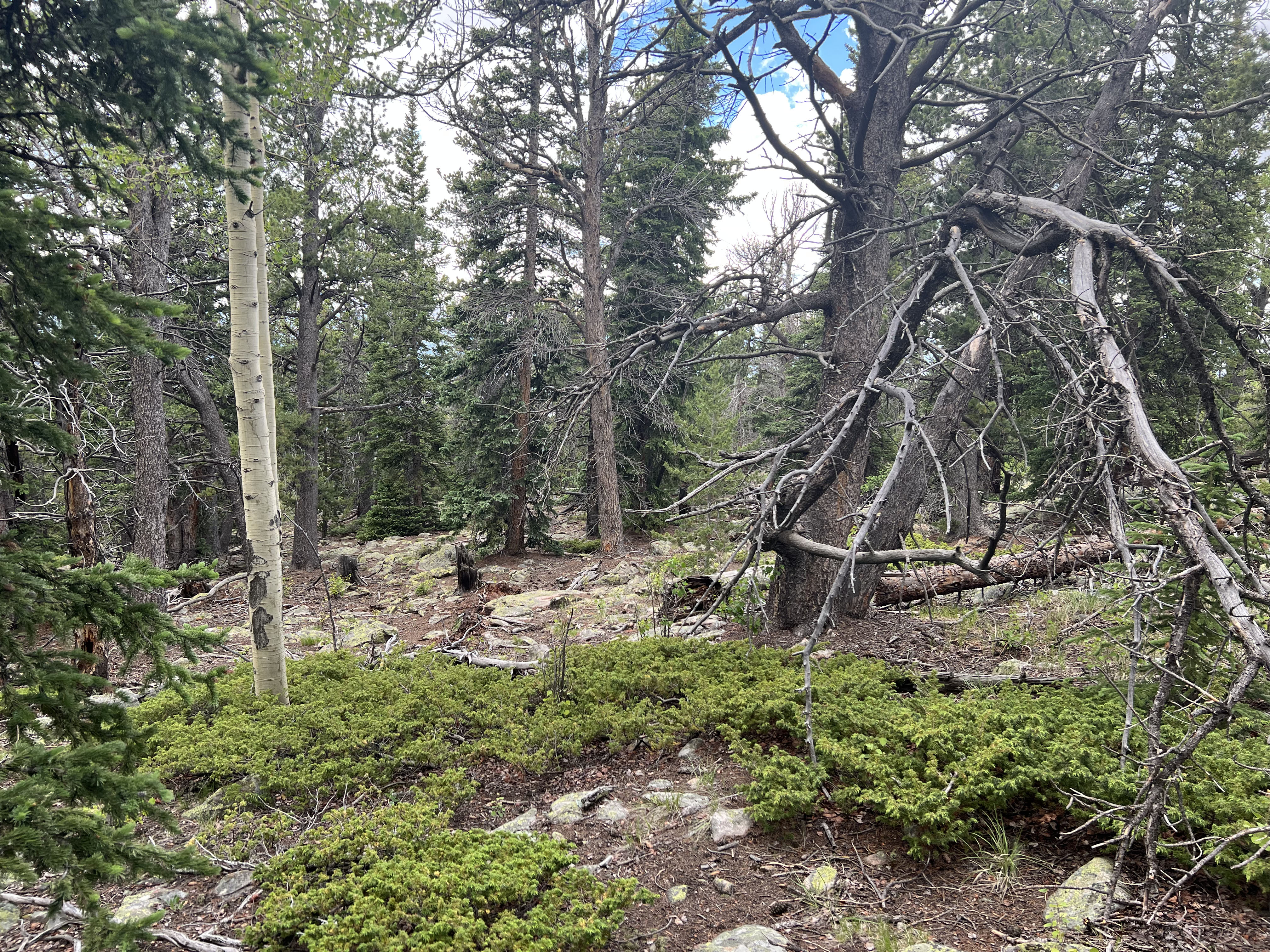 0 South Hidden Wilderness Road Idaho Springs, CO 80452 - Photo 9 of 20