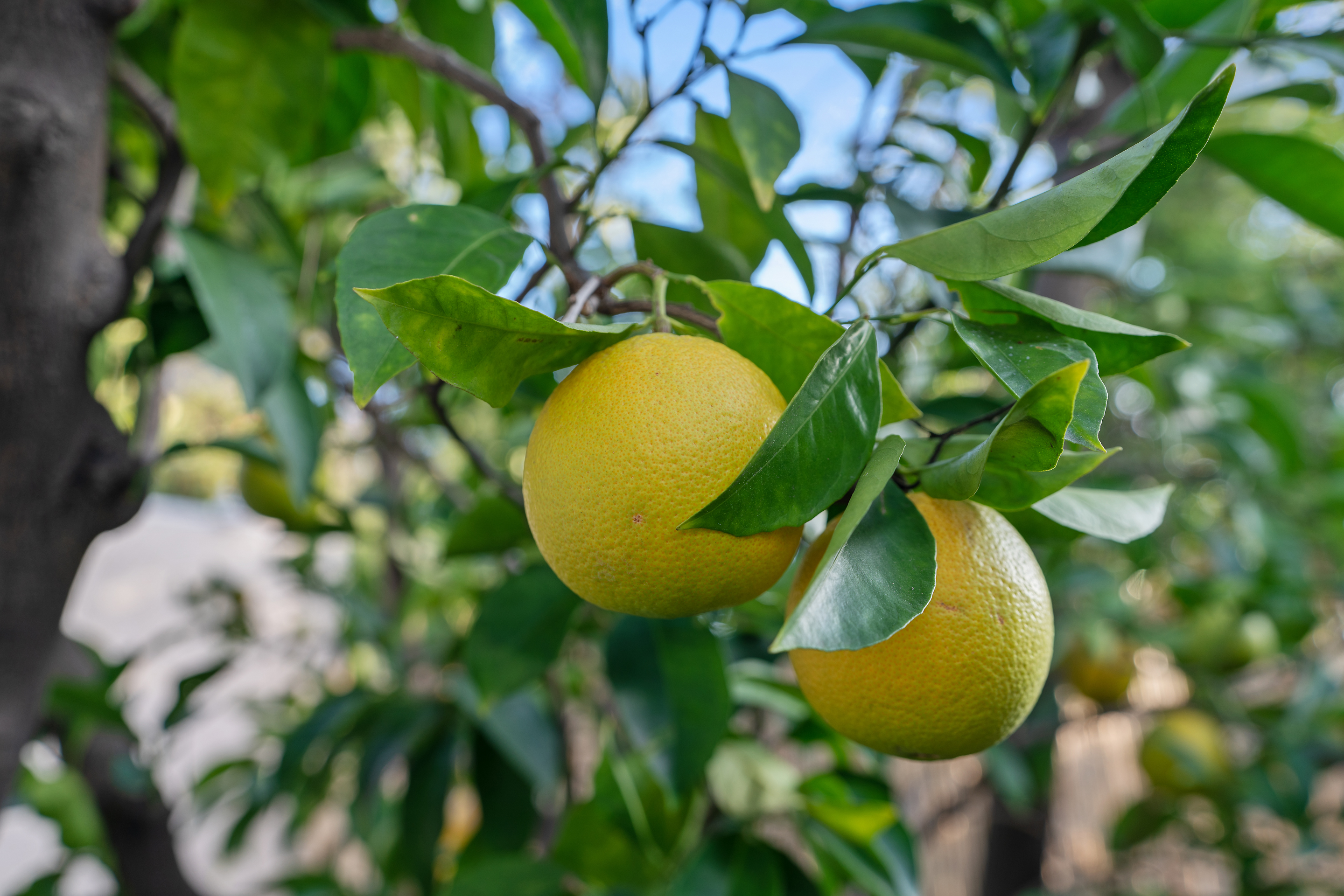 1924 Cerro Gordo Street Los Angeles, CA 90026 - Photo 52 of 52