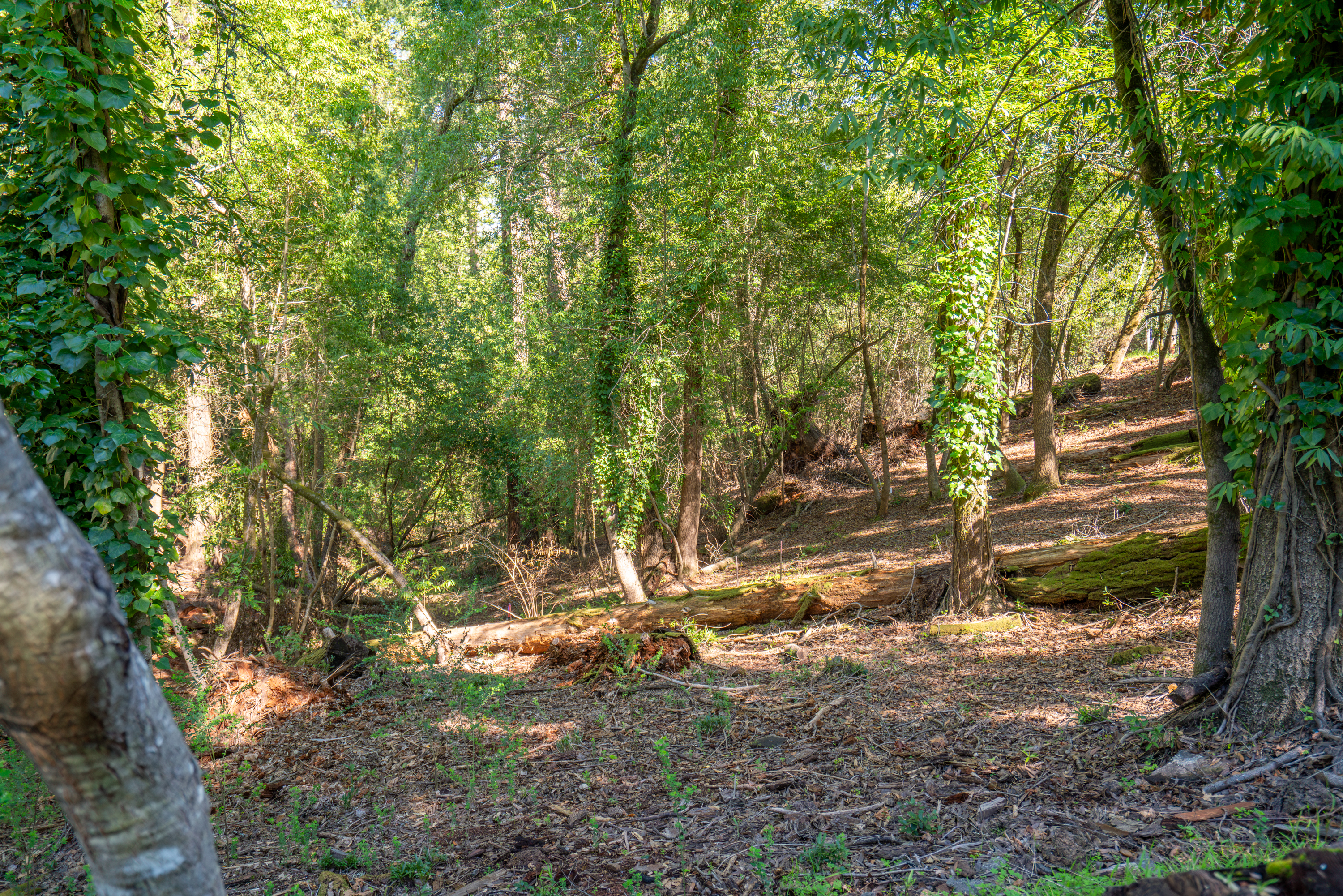 10612 Canyon Road Forestville, CA 95436 - Photo 2 of 15 a view of trees and covered with wooden fence