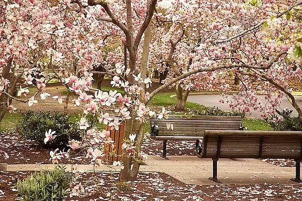170 West End Avenue, Unit 15L Manhattan, NY 10023 - Photo 8 of 11 a view of bench and trees in a yard