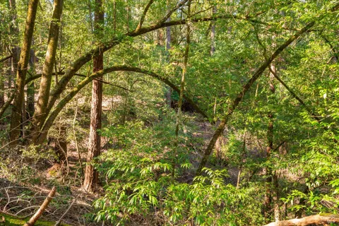 $125,000 | 10608 Canyon Road, Forestville, CA 95436