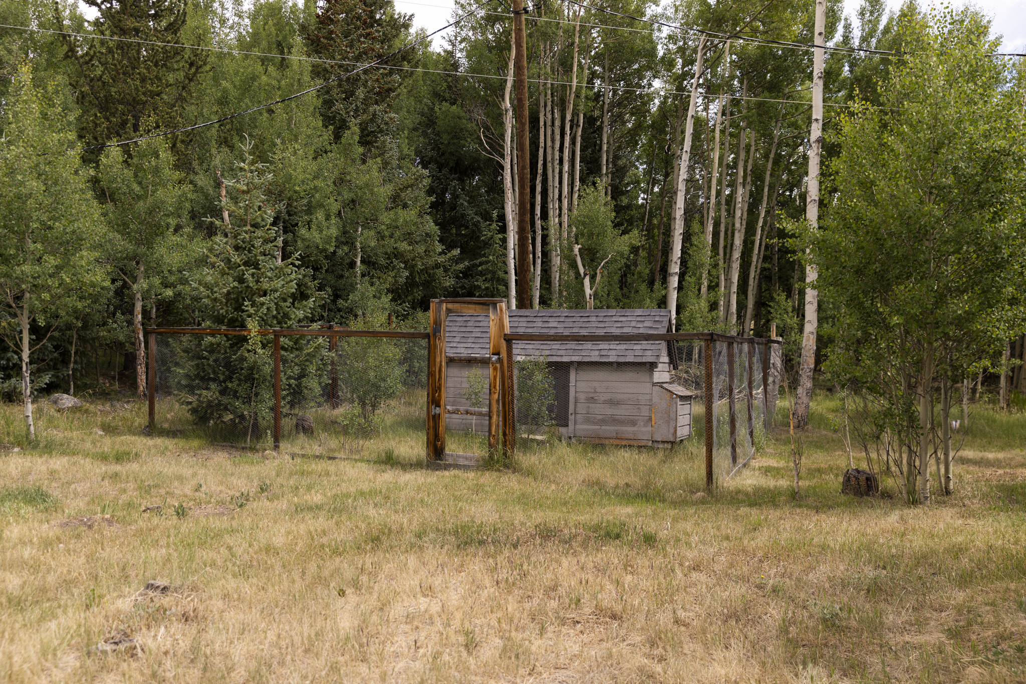 133 Gold Run Road Alma, CO 80420 - Photo 41 of 46 a view of a backyard with large trees