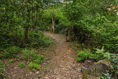 a view of forest