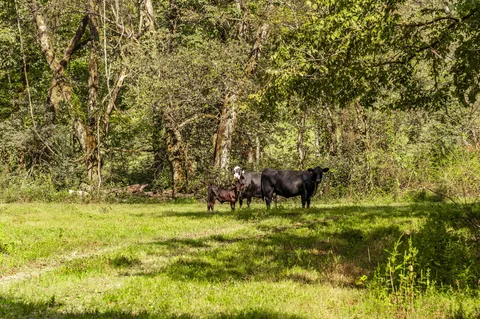 $4,995,000 | 4818 Ashland City Highway, Nashville, TN 37218