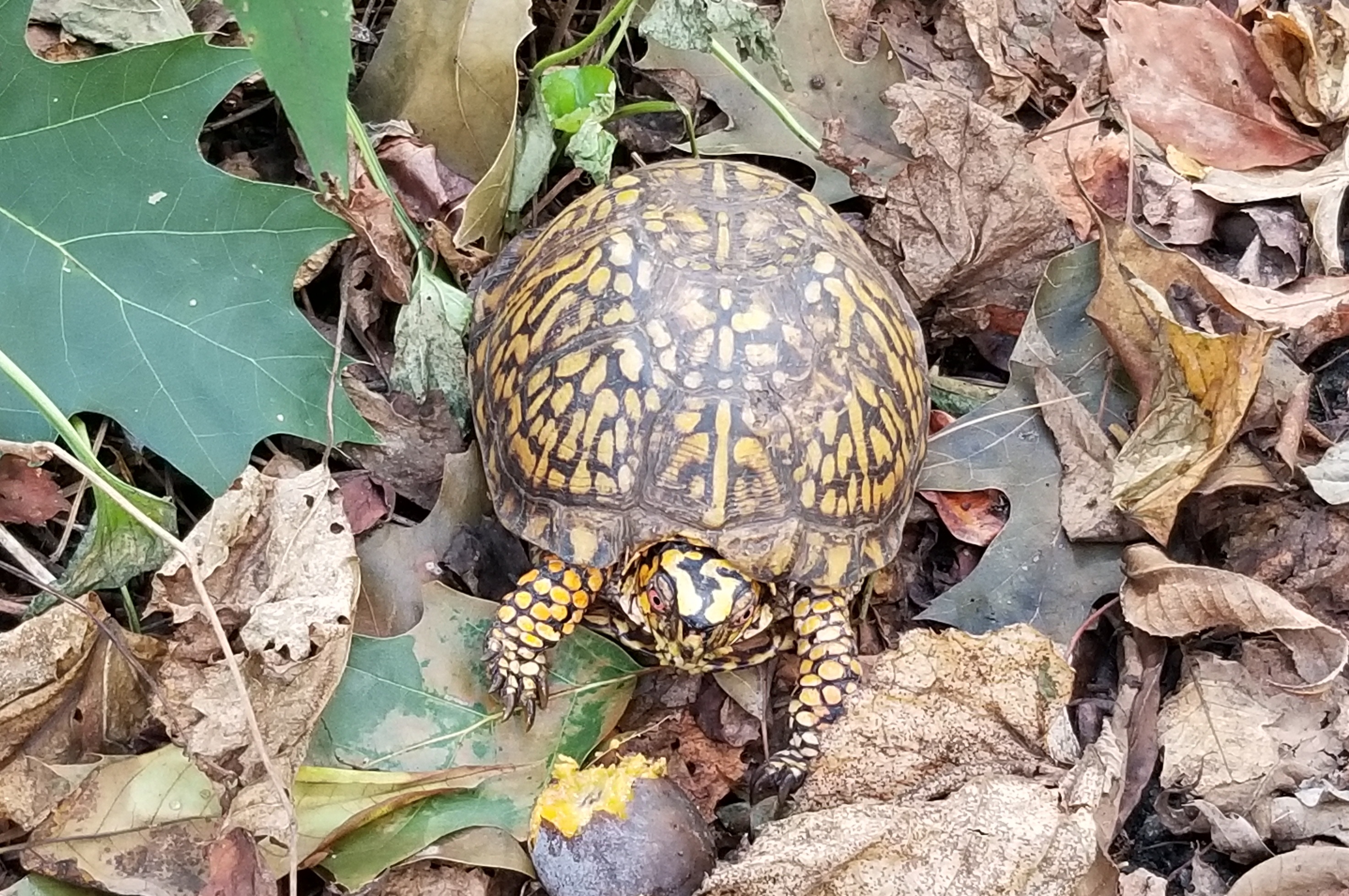 3104 Russell Road Alexandria, VA 22305 - Photo 62 of 62 a bird view of a house