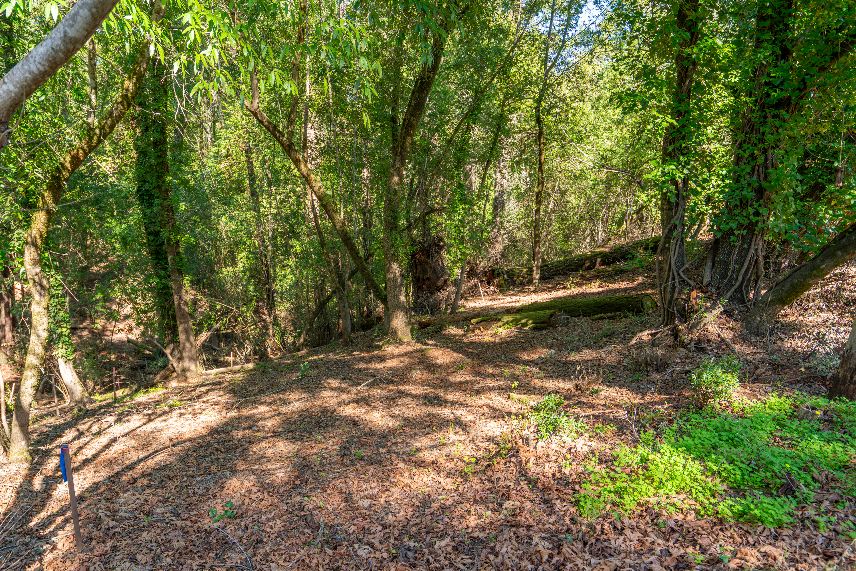 10612 Canyon Road Forestville, CA 95436 - Photo 4 of 15 a view of backyard with green space