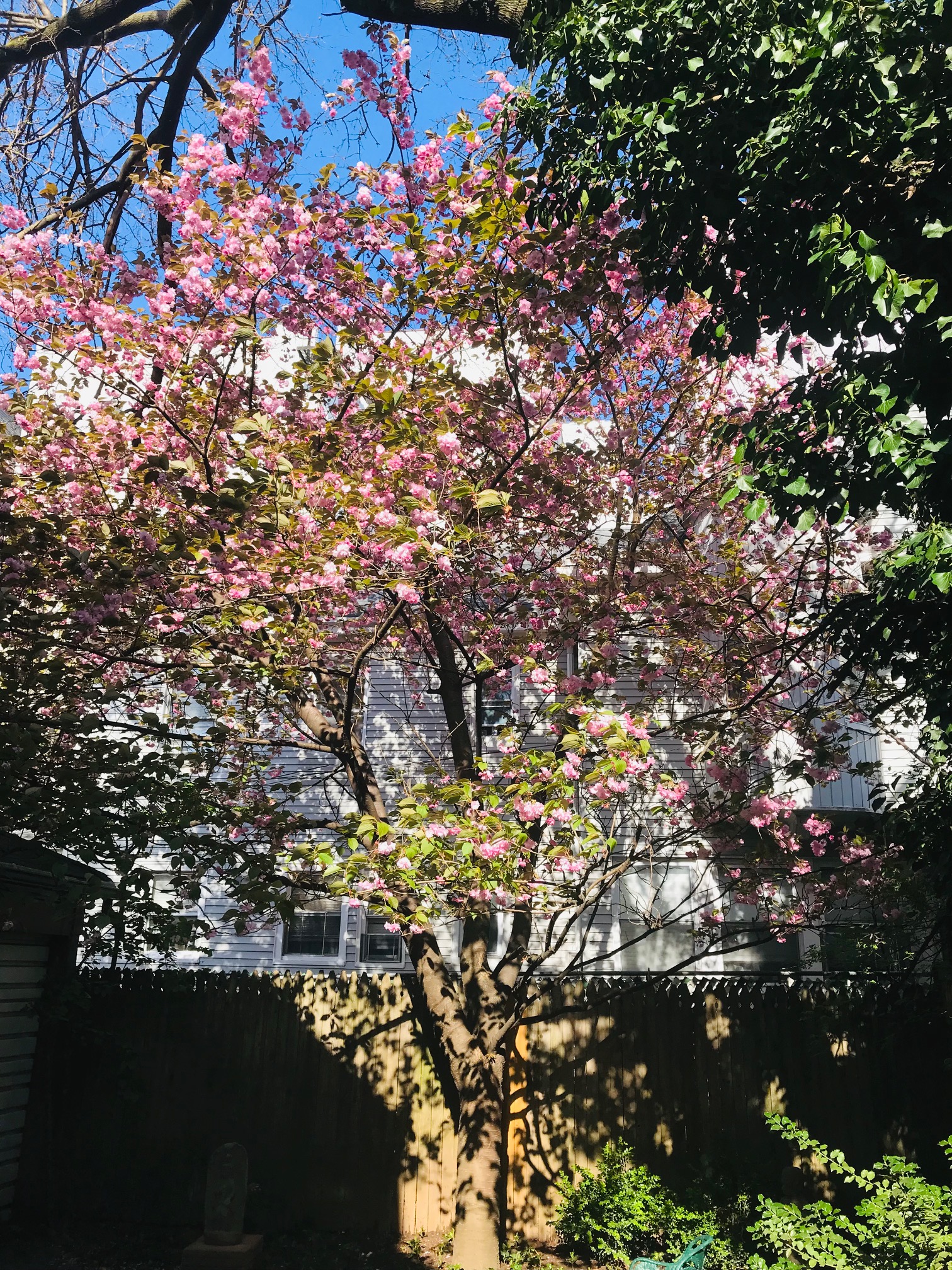 819 East 19th Street Brooklyn, NY 11230 - Photo 14 of 16 a view of tree