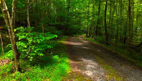 $55,000 | Nocona Trail, Ellijay, GA 30536