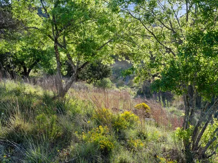 $3,150,000 | 6509 Damianita Drive, Austin, TX 78738