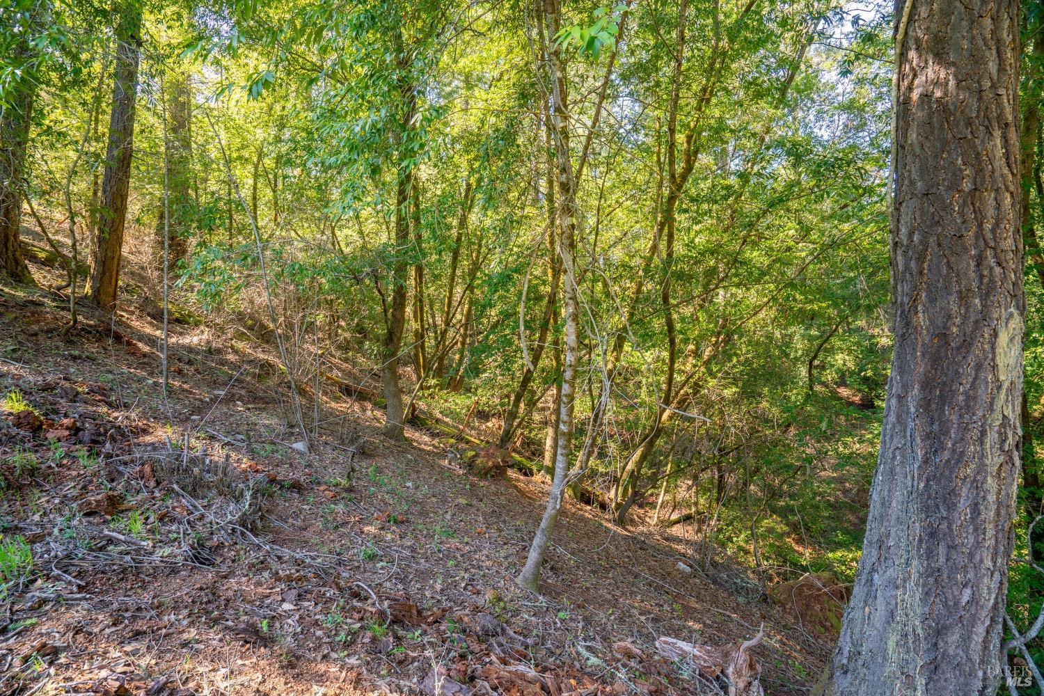 10608 Canyon Road Forestville, CA 95436 - Photo 3 of 12