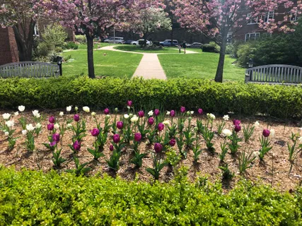 a view of a garden with flowers and trees