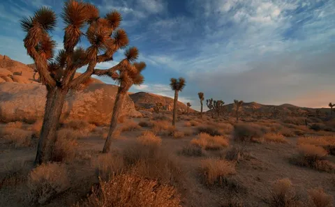 a view of a tree in a field
