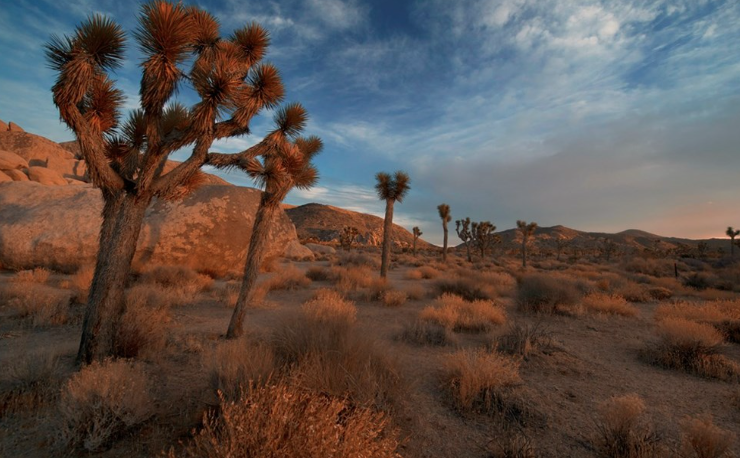 Pioneertown Road Pioneertown, CA 92268 - Photo 2 of 3 a view of a tree in a field