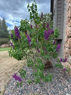 $1,295,000 | 4051 Niblick Drive, Longmont, CO 80503