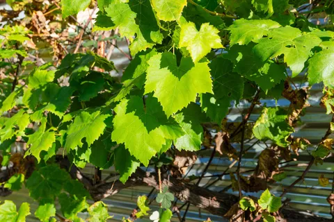 $848,000 | 3412 Magnolia Street, Oakland, CA 94608