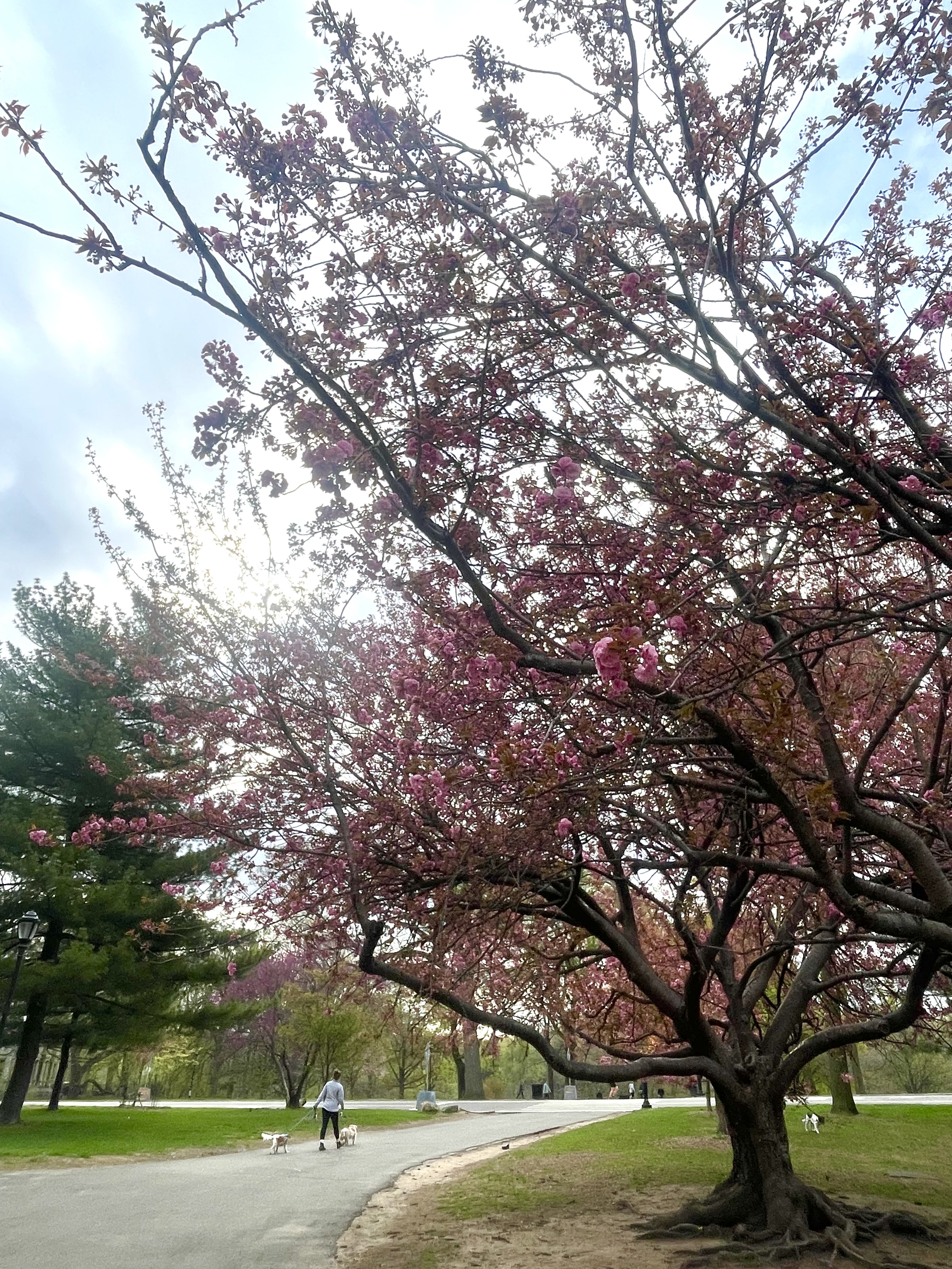 491 12th Street, Unit 2 Brooklyn, NY 11215 - Photo 14 of 21 a view of a field with a tree
