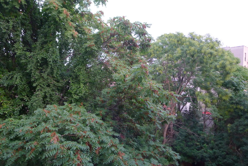 63 West 127th Street, Unit 3 Manhattan, NY 10027 - Photo 12 of 13