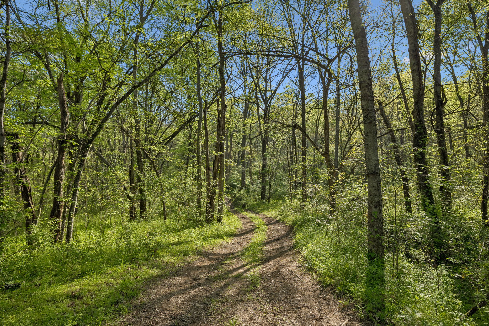 Undisclosed Address College Grove, TN 37046 - Photo 11 of 24 a view of a yard with plants and trees
