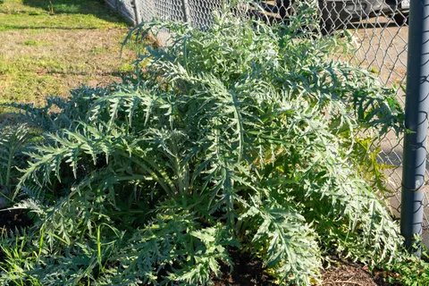 $848,000 | 3412 Magnolia Street, Oakland, CA 94608