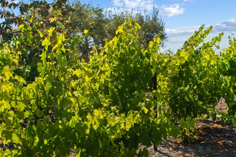 $4,150,000 | 18264 Avenida Manantial, Rancho Santa Fe, CA 92067