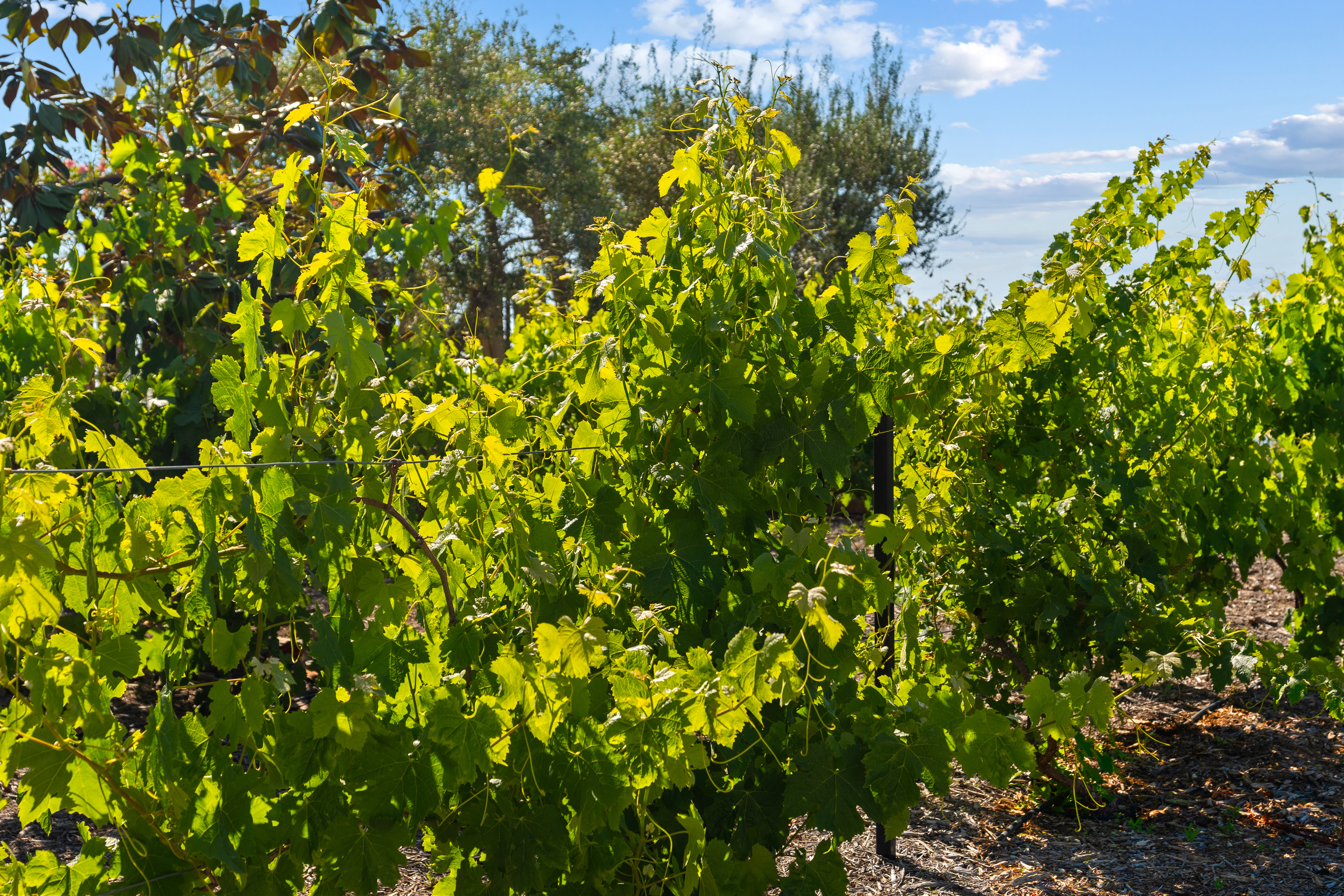 18264 Avenida Manantial Rancho Santa Fe, CA 92067 - Photo 4 of 9