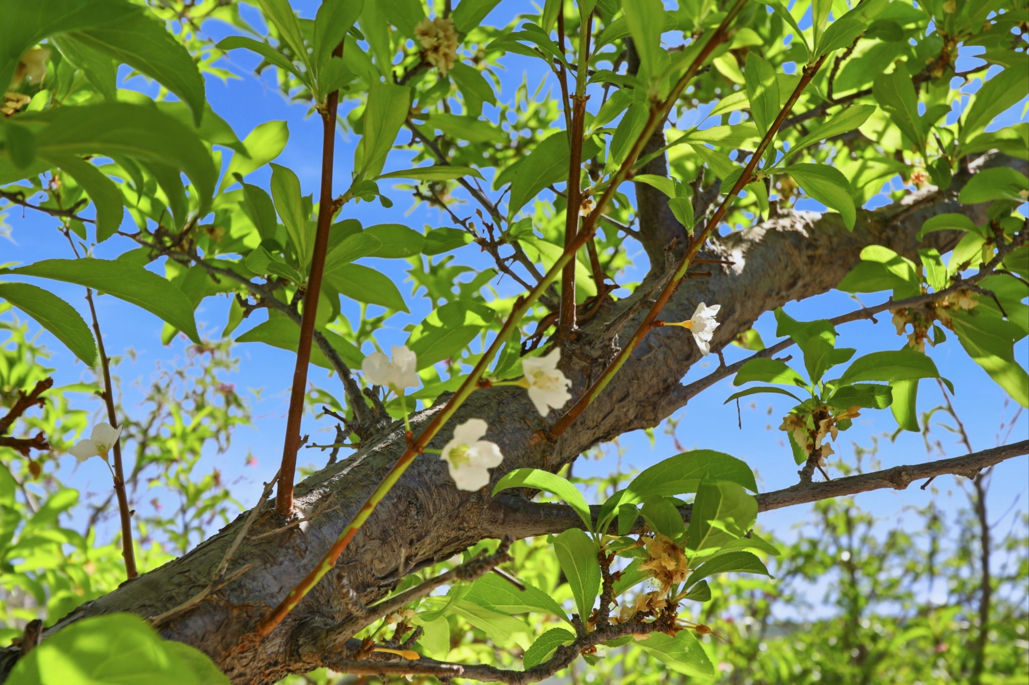 40930 Rioja Court Fremont, CA 94539 - Photo 53 of 56