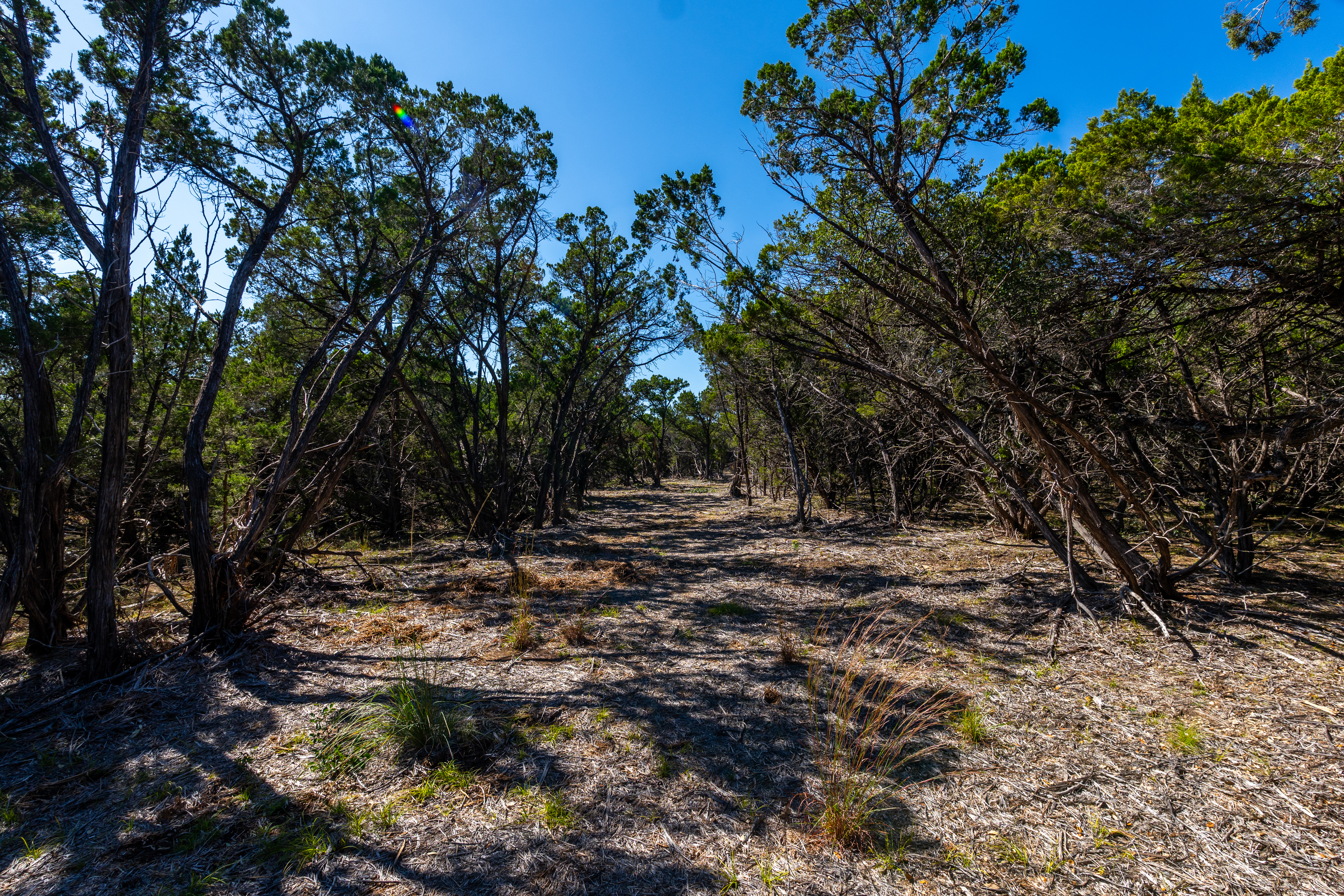 6022 Fm 32 Fischer, TX 78623 - Photo 6 of 15 a view of a forest with trees