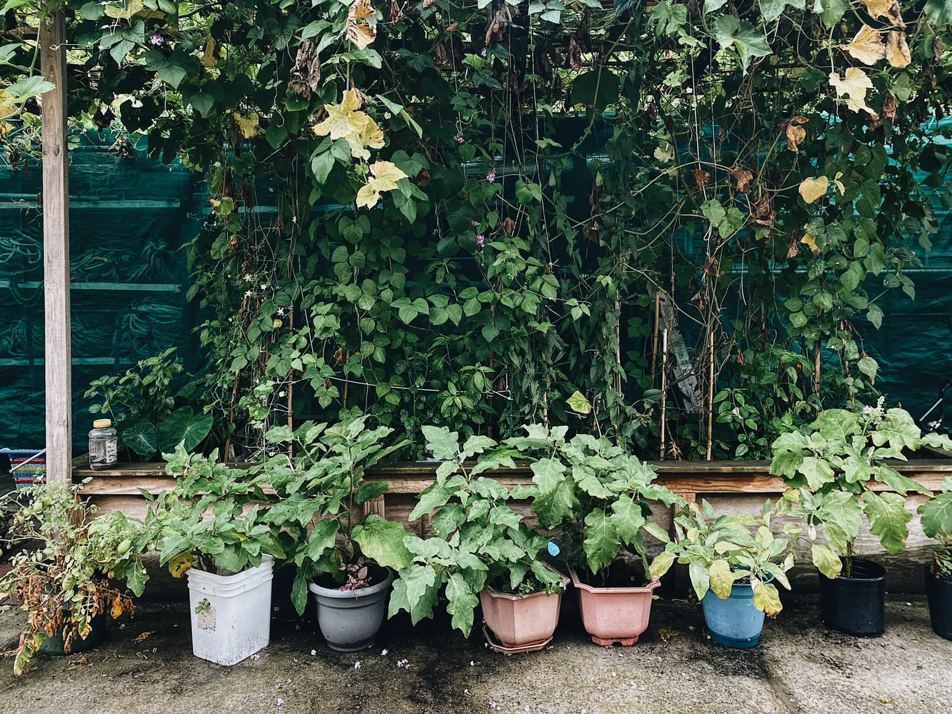 a view of a potted plants and large trees